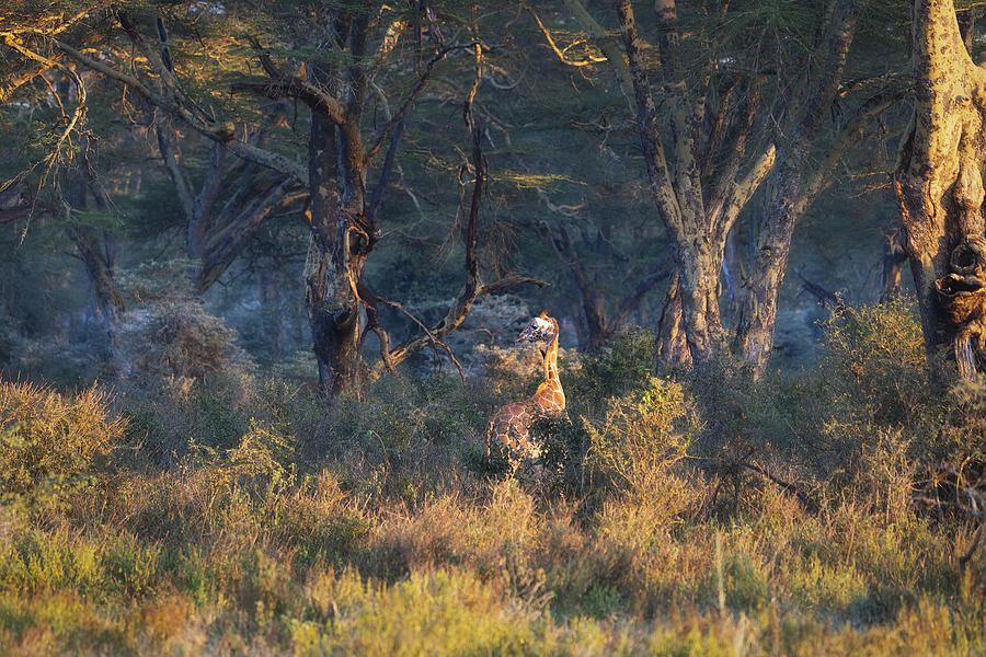Giraffe Photograph - Africa by Roberto Marchegiani