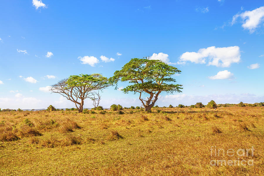 African Acacia trees Photograph by Benny Marty