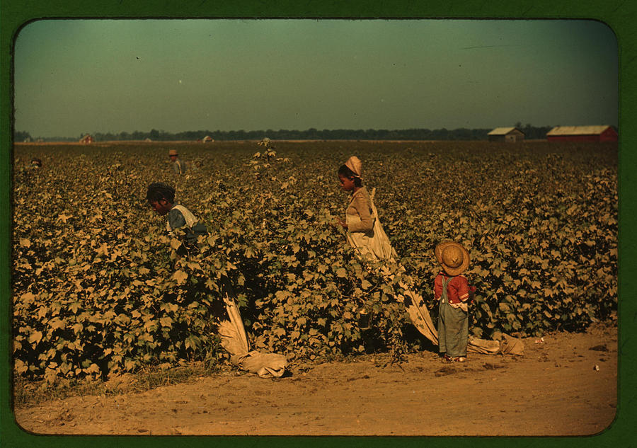 African American Day-laborers picking cotton Painting by Wolcott, Marion Post