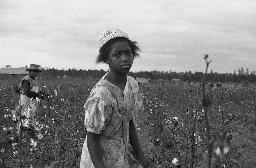 African American Picking cotton, Pulaski County, Arkansas Painting by 