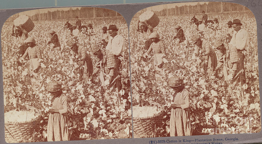 African Americans At Work In Cotton Photograph by Bettmann