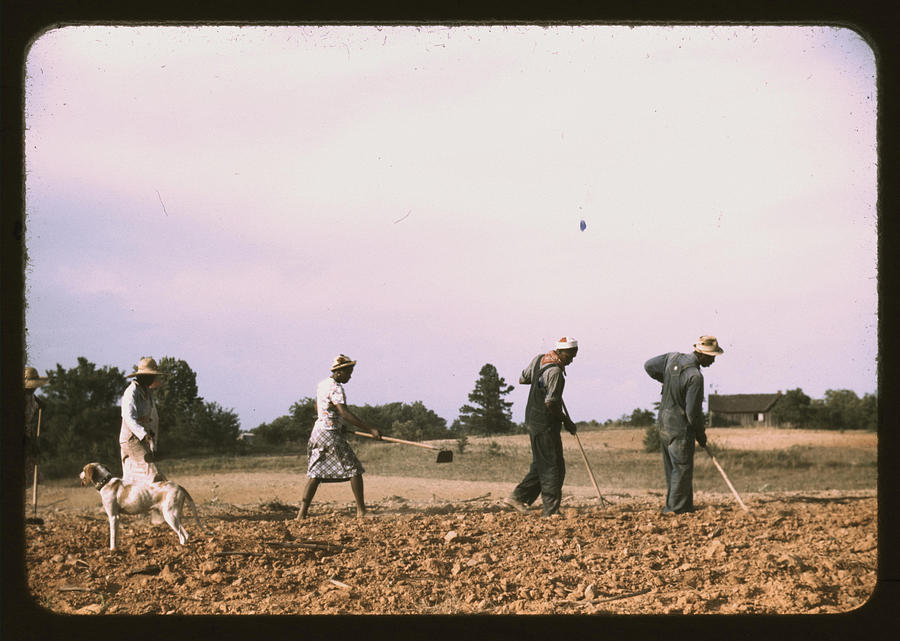 African Americans Chopping cotton on rented land Painting by Delano, Jack