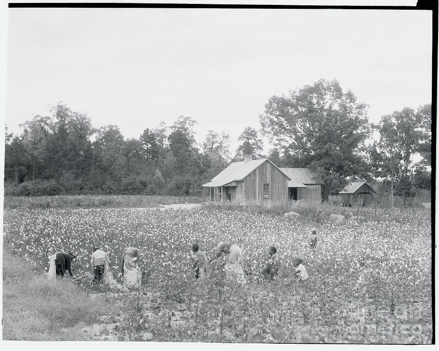 African Americans Cotton Pickers Photograph by Bettmann