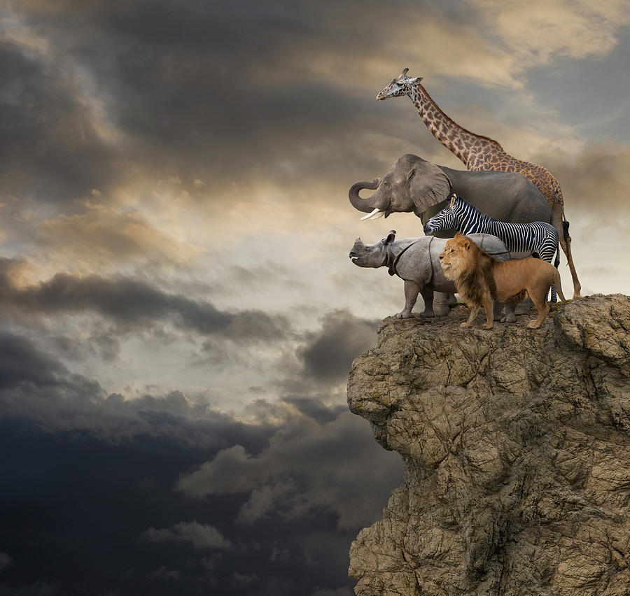 African Animals On The Edge Of A Cliff Photograph by John Lund
