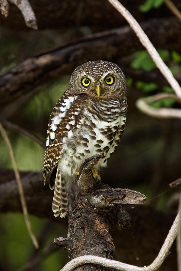 African Barred Owl Photograph by David Hosking