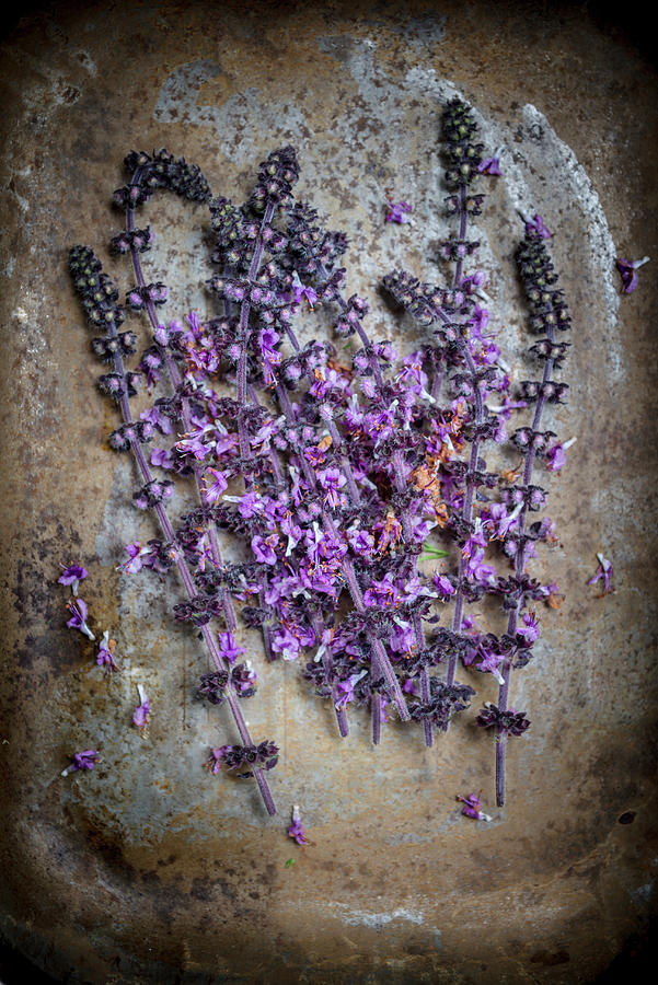African Basil Lilac Blossoms On A Metal Background Photograph by Nitin Kapoor