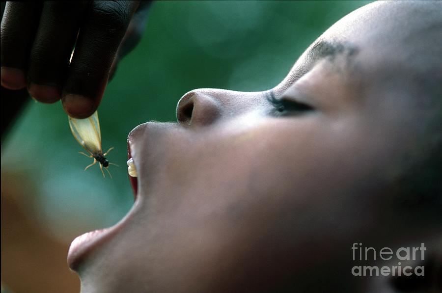 African Boy Eating A Termite Photograph by Thierry Berrod, Mona Lisa Production/science Photo Library