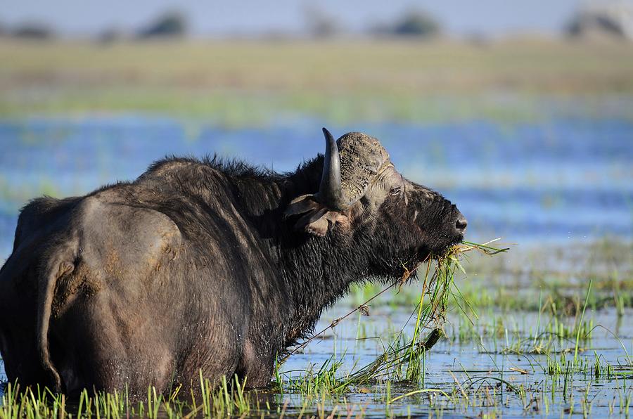 African Buffalo, Affalo, Nyati, Mbogo Photograph By Roger De La Harpe 