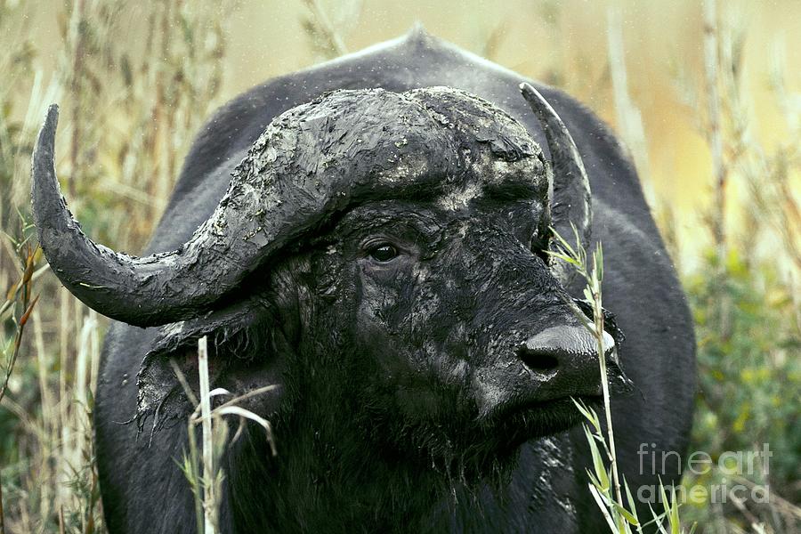 African Buffalo Covered In Mud Photograph by Dr Andre Van Rooyen/science Photo Library