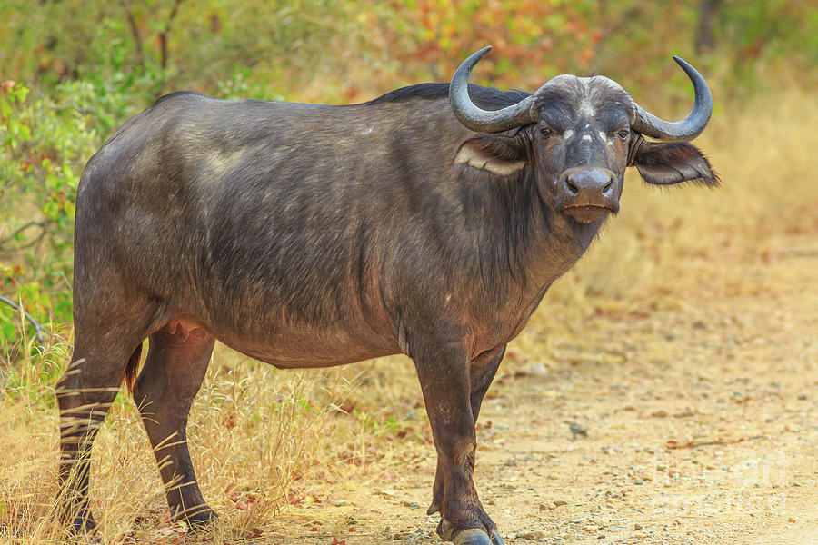 African buffalo Kruger Photograph by Benny Marty