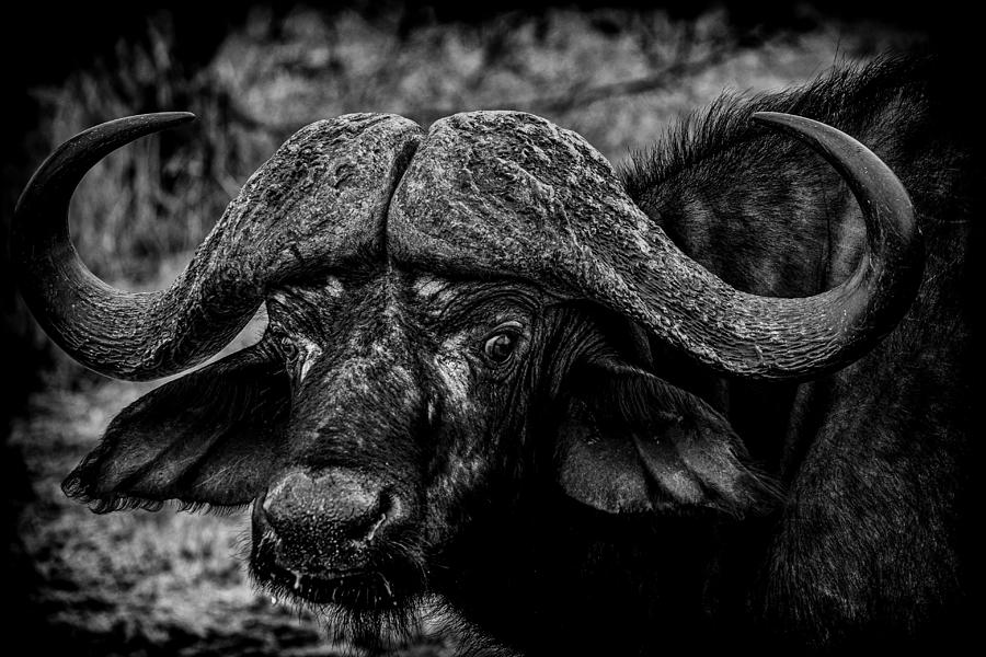 Buffalo Photograph - African Buffalo by Martin Steeb