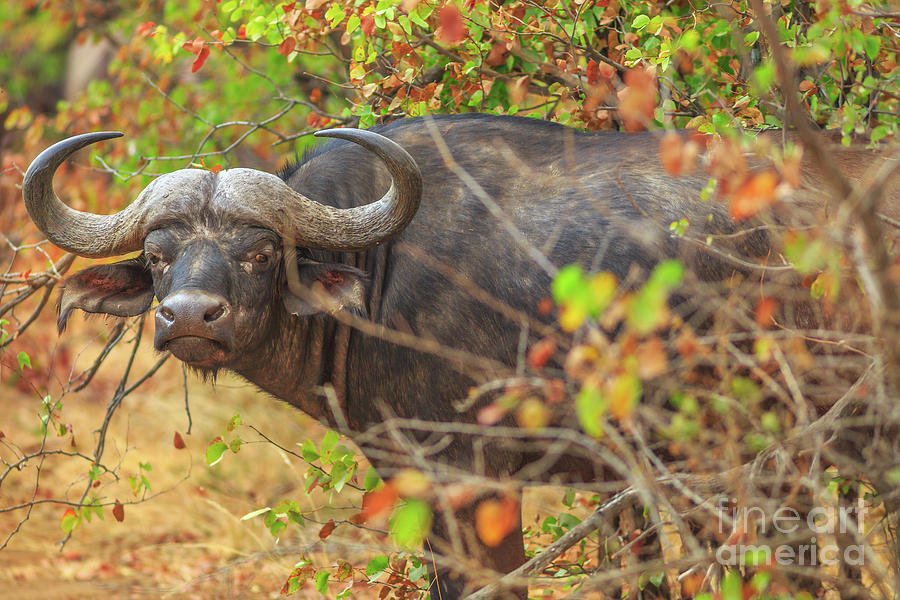 ubetalt Eve Association African buffalo South Africa Photograph by Benny Marty