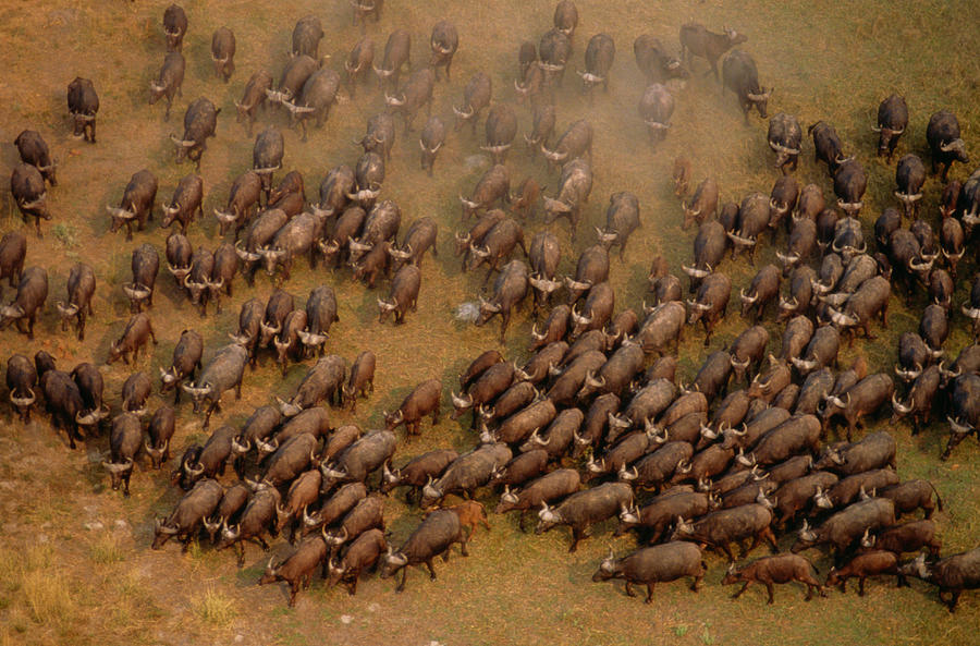 African Buffalo Syncerus Caffer, Aerial Photograph by Art Wolfe