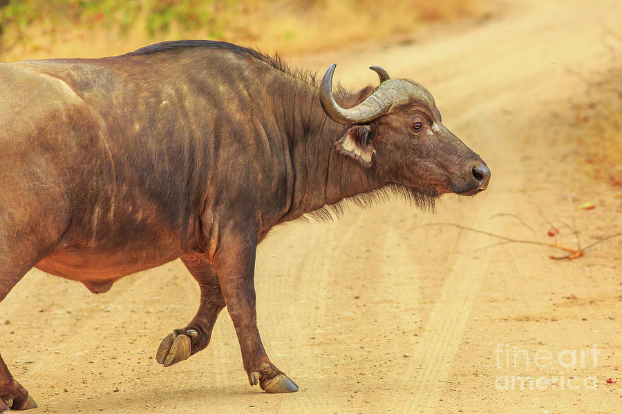 African buffalo walking Photograph by Benny Marty