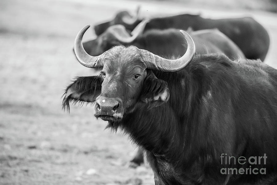 African Buffaloes Photograph by Eva Lechner
