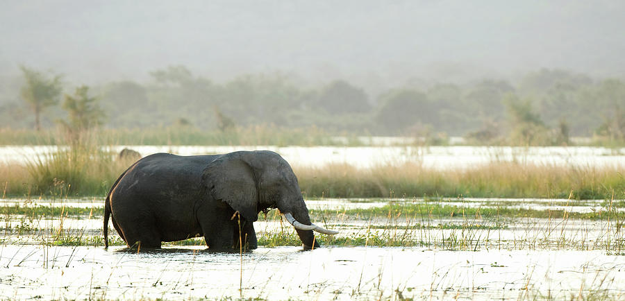 African Bush Elephant Loxodonta Photograph by Christopher Scott