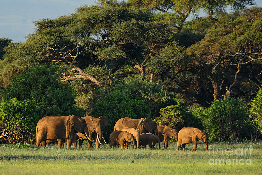 Republic Photograph - African Bush Elephant - Loxodonta by David Havel Republic Photograph - African Bush Elephant - Loxodonta by David Havel