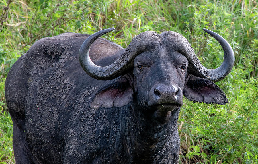 African Cape Buffalo Photograph by Marcy Wielfaert