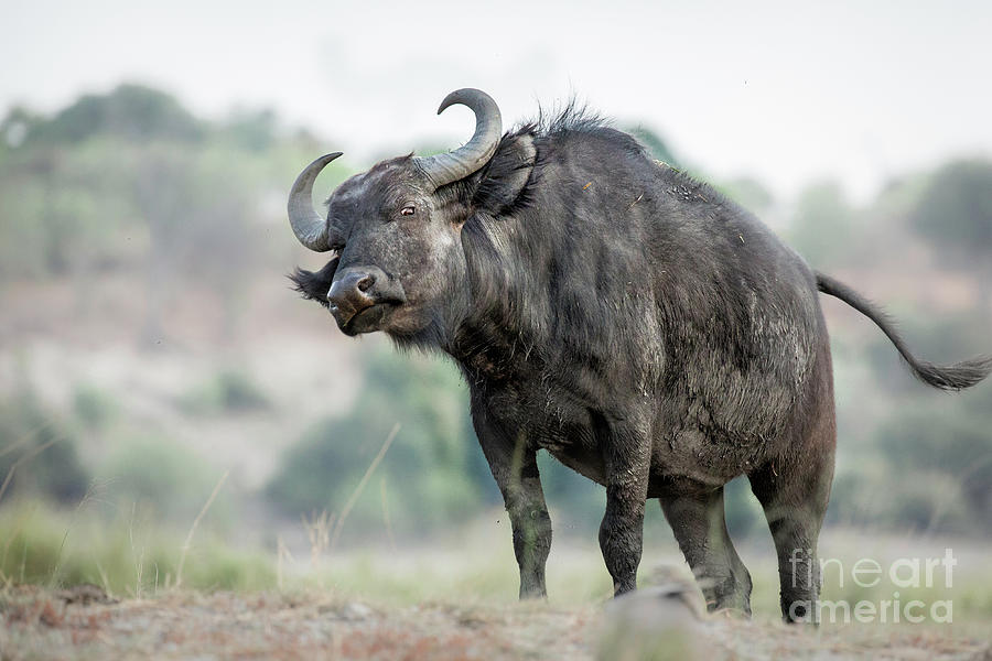 African Cape Buffalo Photograph by Timothy Hacker