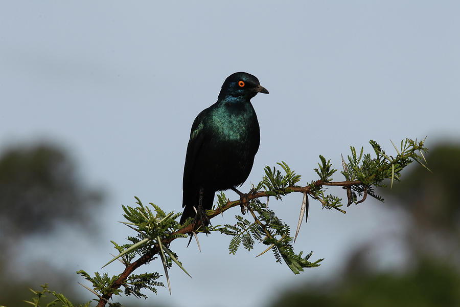 Animal Photograph - African Cape Glossy Starling by Bob Langrish