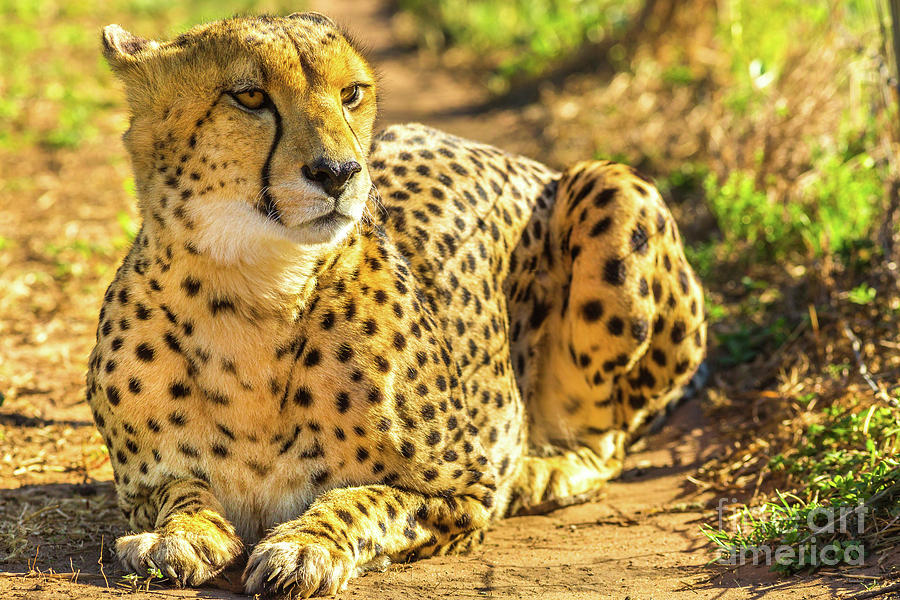 African Cheetah sitting Photograph by Benny Marty - Fine Art America