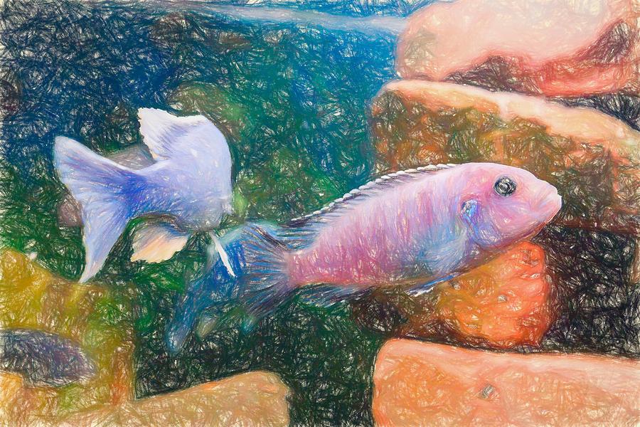 African Cichlid Art Colored Pencil Digital Art by Don Northup