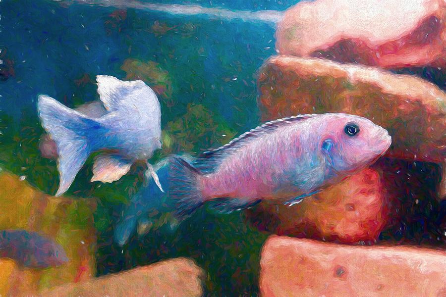 African Cichlid Art Painterly Digital Art by Don Northup