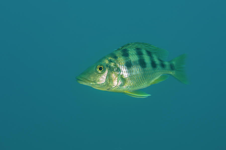 African Cichlid Portrait, Likoma Island, Lake Malawi Photograph by ...