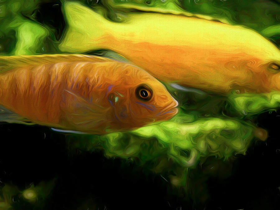 African Cichlids Digital Art by Don Northup