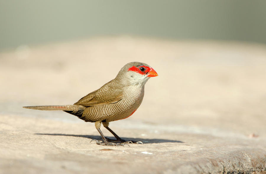 African Common Waxbill - Big Island Photograph by Birdimages