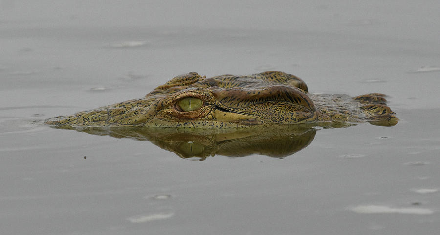 African Crocodile Photograph by Ben Foster