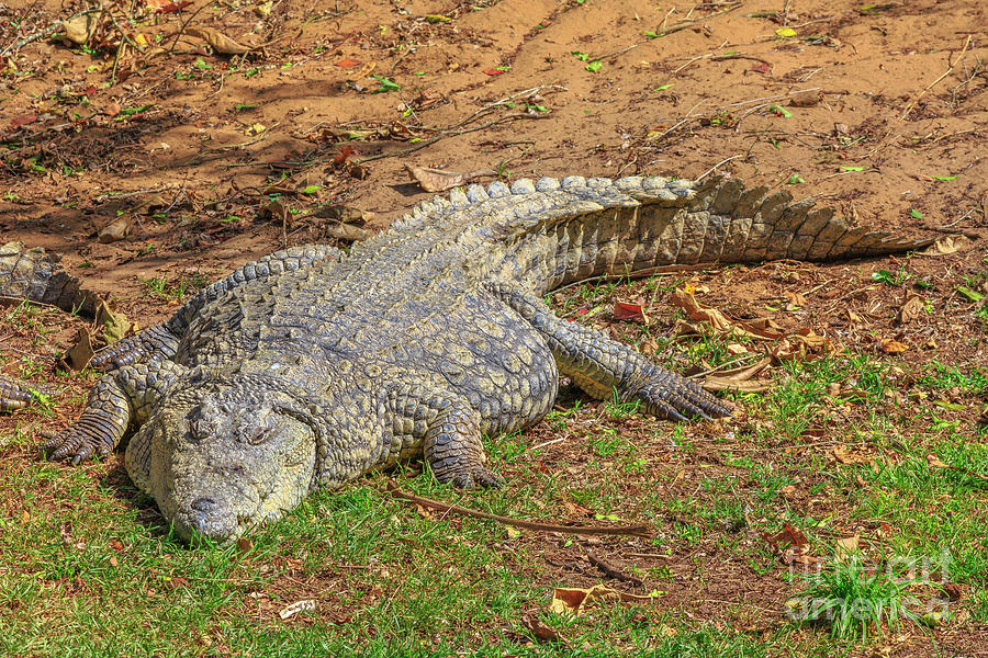 African Crocodile resting Photograph by Benny Marty