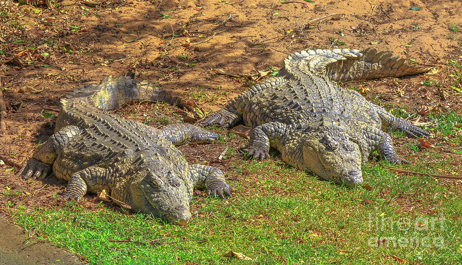 African Crocodiles resting Photograph by Benny Marty