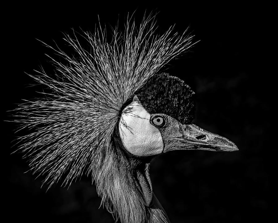 African Crowned Crane BW Photograph by Ernest Echols