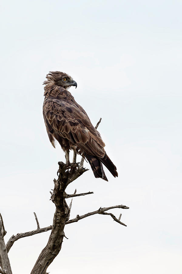 African Crowned Eagle On Alert by Kay Brewer African Crowned Eagle On Alert by Kay Brewer