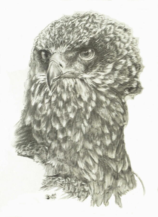 African Crowned Eagle Portrait Drawing by Barbara Keith