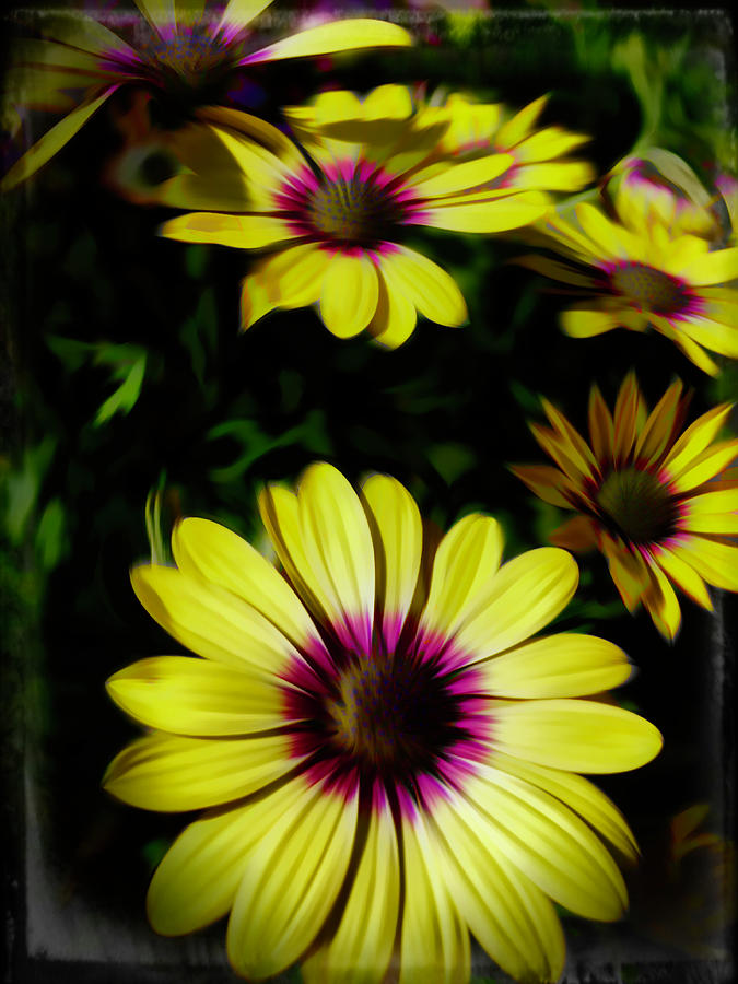 African Daisies Photograph