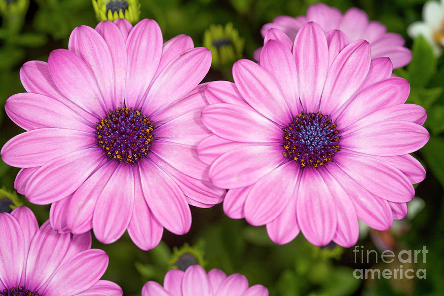 Nature Photograph - African Daisies (osteospermum Sp.) by Dr Keith Wheeler/science Photo Library