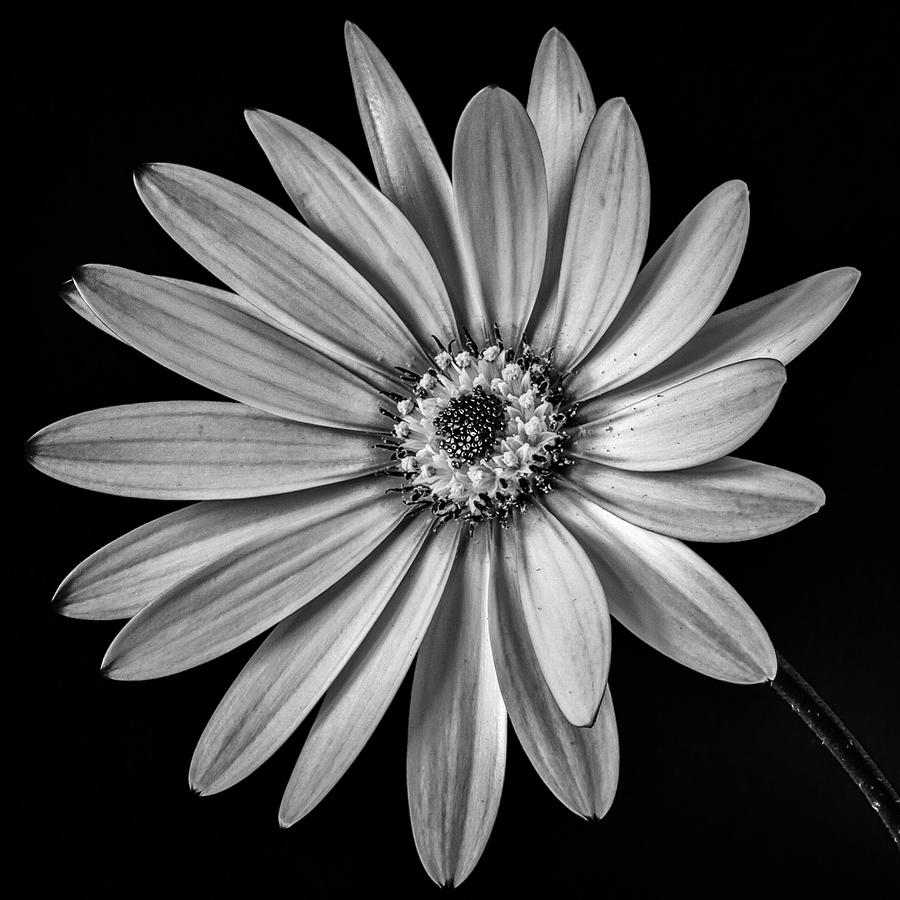 African Daisy 1 Photograph by Nigel R Bell
