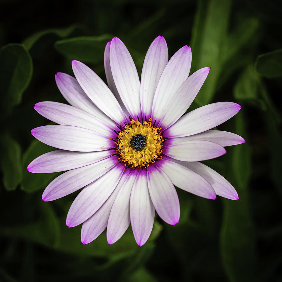African Daisy 2 Photograph by Nigel R Bell
