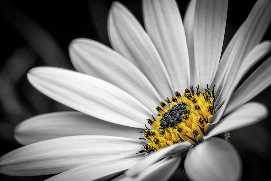 African Daisy 3 Photograph by Nigel R Bell
