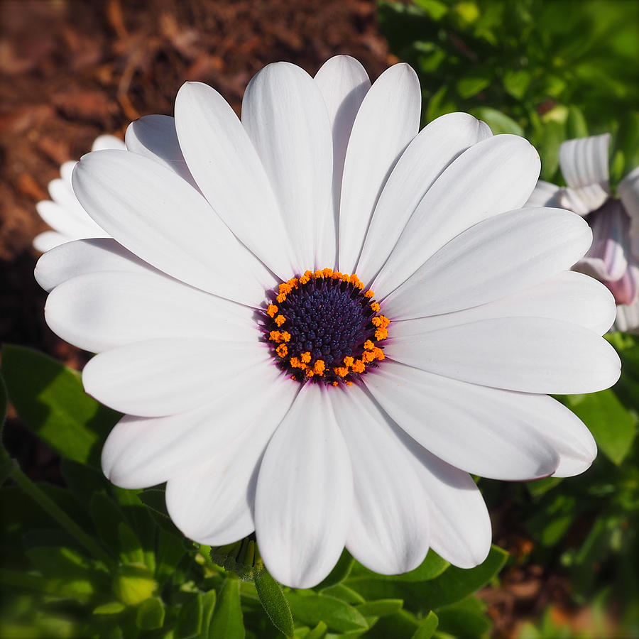 African Daisy Photograph by Life Makes Art