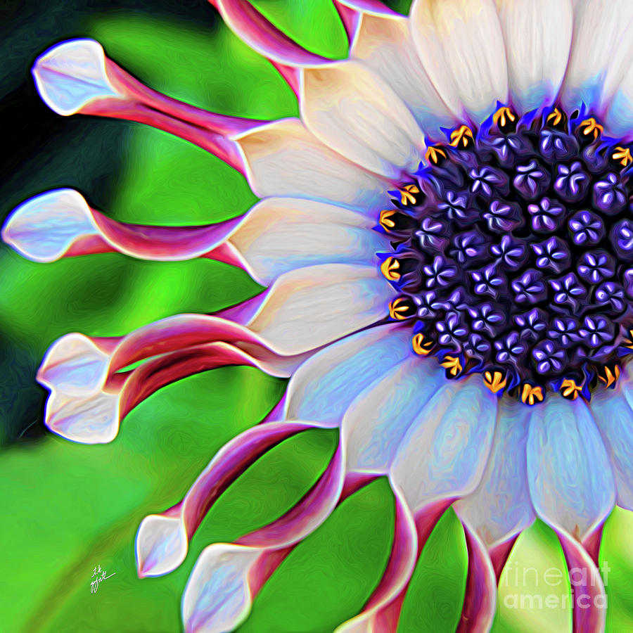 African Daisy Mixed Media by TK Goforth