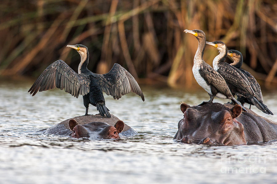 Big Photograph - African Darter, Anhinga Rufa, Sitting by Sichkarenko.com Big Photograph - African Darter, Anhinga Rufa, Sitting by Sichkarenko.com