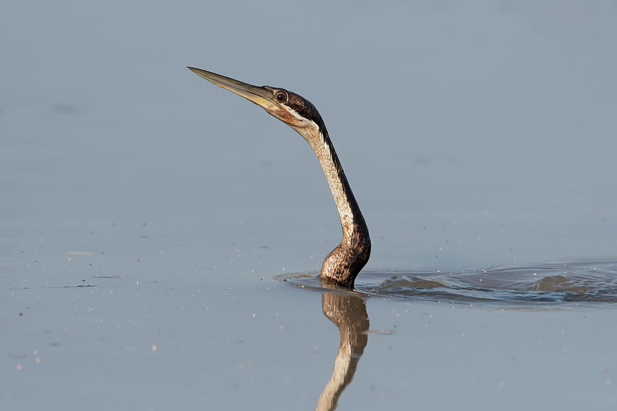 African Darter Swimming In River, Partially Submerged, Bao Photograph ...