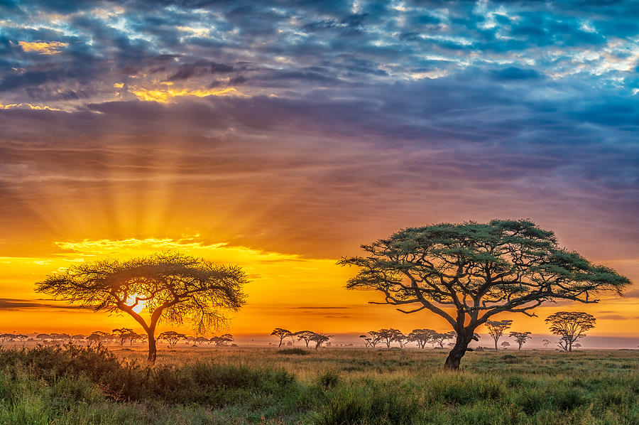 African Dawn Photograph by Jeffrey C. Sink | Pixels