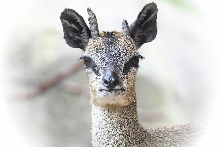 African Deer Photograph By Susan Johnson - Fine Art America