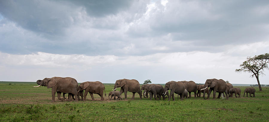 African Elelphant Herd On The Move Photograph by Anup Shah