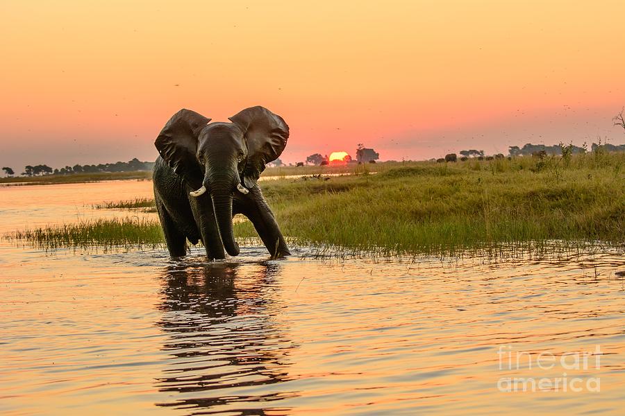 African Elephant 6k Ultra Hd Photograph