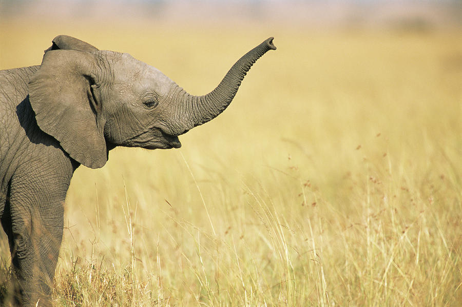 African Elephant Baby Extending Trunk Photograph by James Warwick
